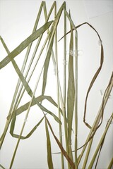 Elymus violaceus