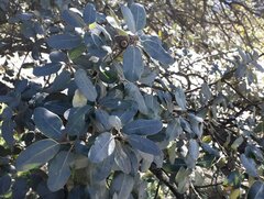 Quercus rotundifolia
