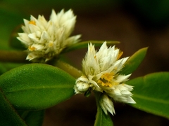 Alternanthera paronychioides