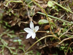 Montia campylostigma
