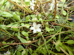 Montia campylostigma