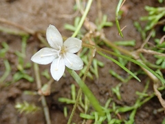 Montia campylostigma