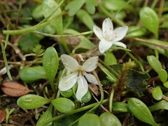 Montia campylostigma