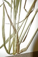 Elymus violaceus