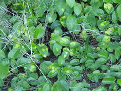 Phyllosiphon arisari