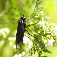 Phymatocera aterrima