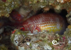 Ctenolabrus rupestris