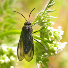 Phymatocera aterrima
