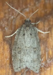 Acleris gloveranus