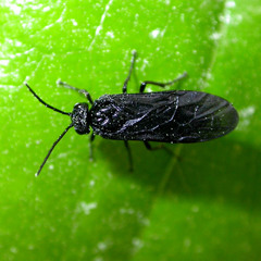 Phymatocera aterrima