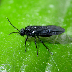 Phymatocera aterrima