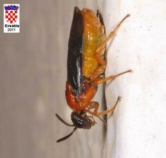 Sterictiphora angelicae