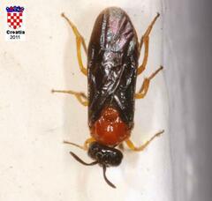 Sterictiphora angelicae