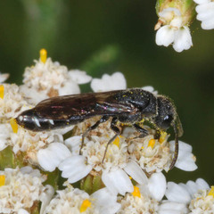 Sapygina decemguttata