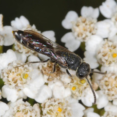 Sapygina decemguttata