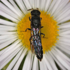 Sapygina decemguttata