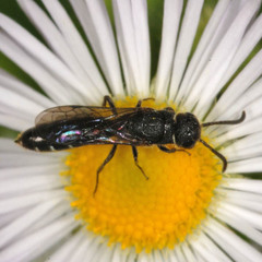 Sapygina decemguttata