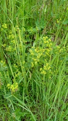 Alchemilla
