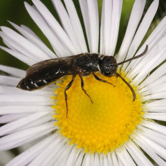 Sapygina decemguttata