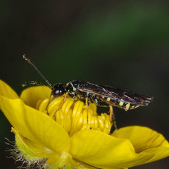 Cephidae