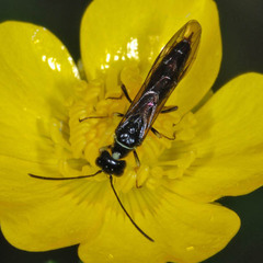Cephidae