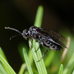 Empria