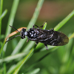 Empria