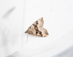 Xanthorhoe semifissata