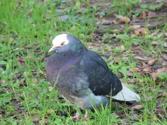 Columba livia domestica