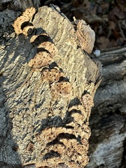 Biscogniauxia atropunctata