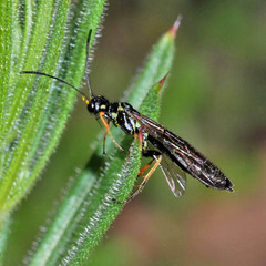 Cephidae