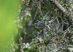 Cyanistes teneriffae