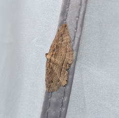 Austrocidaria gobiata