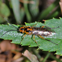 Euura tibialis