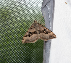 Xanthorhoe semifissata