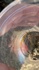 Scolopocryptops gracilis