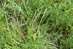 Cyperus entrerianus