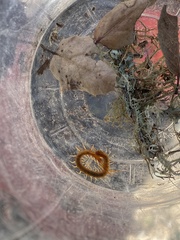 Scolopocryptops gracilis