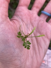 Chaerophyllum tainturieri