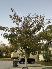 Acer leucoderme