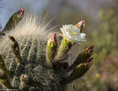 Trichocereus atacamensis