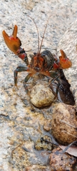 Euastacus claytoni
