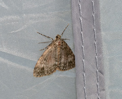 Pseudocoremia indistincta