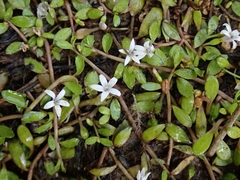 Lobelia fatiscens