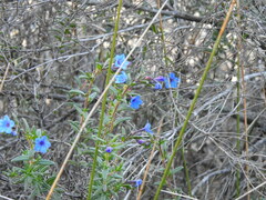 Glandora prostrata lusitanica