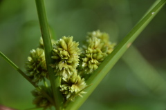 Cyperus entrerianus