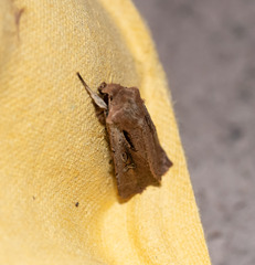 Ichneutica atristriga