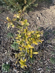 Osmanthus heterophyllus