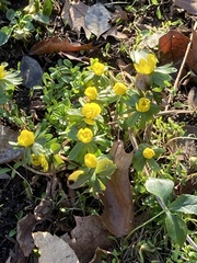Eranthis