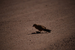 Falco rupicoloides
